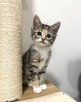 Rescue Calico Cats for Adoption in Goshen, Indiana - Simea | PetCurious