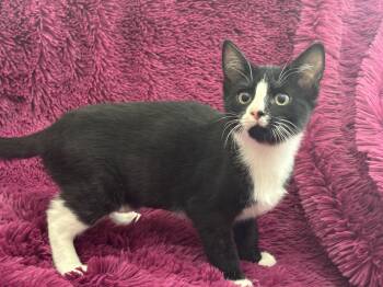 Rescue Domestic Short Hair Cats for Adoption in Plano, Texas - RALPHIE - YES, I
