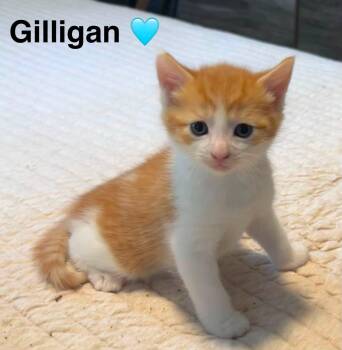 Gilligan -  Domestic Short Hair Cat for Adoption in Beckley, West Virginia - Gilligan | PetCurious