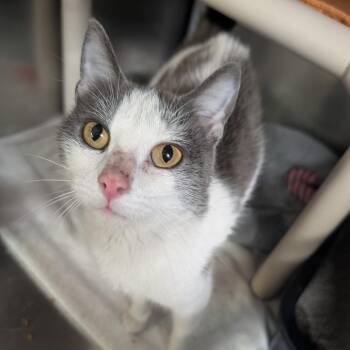 Domestic Short Hair Cats Available for Adoption - Dolphin | PetCurious
