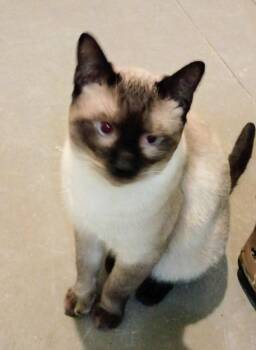 Rescue Siamese Cats for Adoption in Wilmington, North Carolina - MAUI JAY | PetCurious
