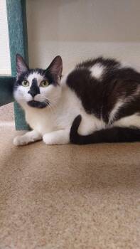 Rescue Tuxedo Cats for Adoption in Myerstown, Pennsylvania - Honey | PetCurious