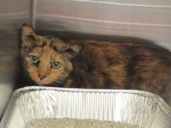 Rescue Domestic Short Hair Cats for Adoption in Tustin, California - SIENNA | PetCurious