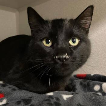 Domestic Short Hair Cats Available for Adoption - NUGGET | PetCurious