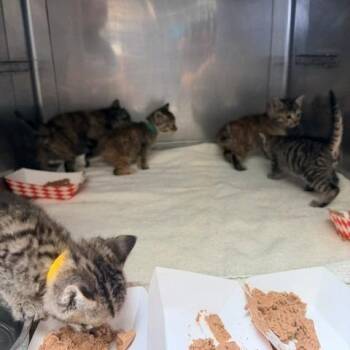 Crouton -  Domestic Short Hair Cat for Adoption in Long Beach, California - Crouton | PetCurious