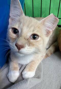 Tink -  Domestic Short Hair Cat for Adoption in Adrian, Michigan - Tink | PetCurious
