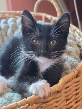 Oreo -  Tuxedo and Domestic Short Hair Cat for Adoption in Campbell, California - Oreo | PetCurious