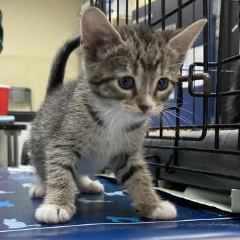 Artemisia Gentileschi -  American Shorthair Cat for Adoption in Webster, Texas - Artemisia Gentileschi | PetCurious