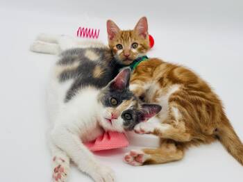 Laser & Loufa -  Domestic Short Hair Cat for Adoption in Lucedale, Mississippi - Laser & Loufa | PetCurious