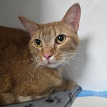 Domestic Short Hair Cats Available for Adoption - Winnie | PetCurious