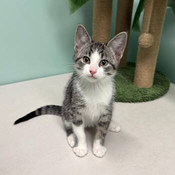 Casey -  Domestic Short Hair Cat for Adoption in Clavet, Saskatchewan - Casey | PetCurious