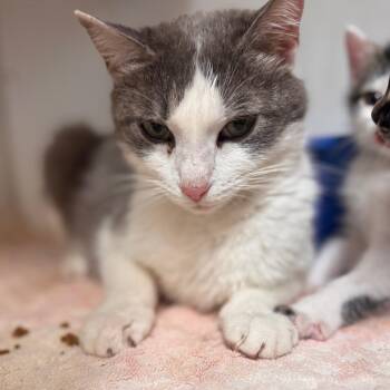 Nancy -  Domestic Short Hair Cat for Adoption in Starkville, Mississippi - Nancy | PetCurious