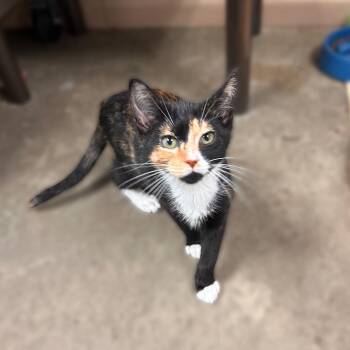 We Sell Loaves -  Domestic Short Hair Cat for Adoption in Davenport, Iowa - We Sell Loaves | PetCurious