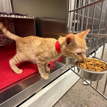 Kat -  Domestic Short Hair Cat for Adoption in Buffalo, New York - Kat | PetCurious