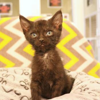 Rosalina (26-1K-3) -  Domestic Short Hair Cat for Adoption in Rifle, Colorado - Rosalina (26-1K-3) | PetCurious