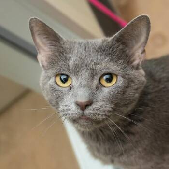 Mikasa -  Domestic Short Hair Cat for Adoption in Middletown, Rhode Island - Mikasa | PetCurious