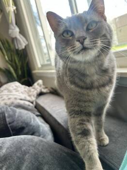 Domestic Short Hair Cats Available for Adoption in Lansing, Michigan - Duckie (26-062 C) | PetCurious