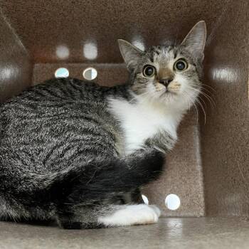 SVAS-Stray-39474 -  Domestic Short Hair Cat for Adoption in Lyndhurst, Virginia - SVAS-Stray-39474 | PetCurious