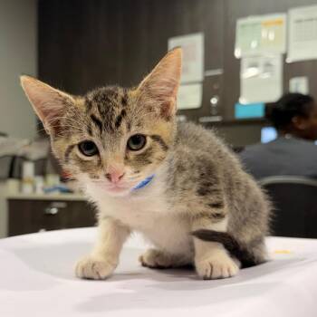 Erin -  Domestic Short Hair Cat for Adoption in Tampa, Florida - Erin | PetCurious