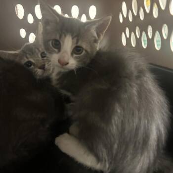 Vixen -  Domestic Short Hair Cat for Adoption in Philadelphia, Pennsylvania - Vixen | PetCurious