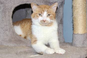 NORBERT -  Domestic Short Hair and Tabby Cat for Adoption in Brazil, Indiana - NORBERT | PetCurious