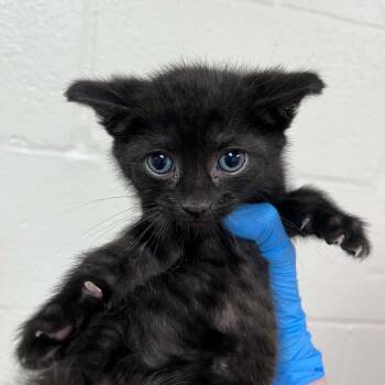SVAS-Stray-38866 -  Domestic Short Hair Cat for Adoption in Lyndhurst, Virginia - SVAS-Stray-38866 | PetCurious