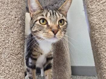 Domestic Short Hair Cats Available for Adoption in Auburn, Indiana - MotherLode | PetCurious
