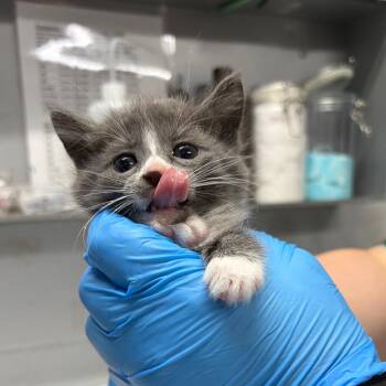Domestic Short Hair Cats Available for Adoption in Summerville, South Carolina - Chestnut | PetCurious