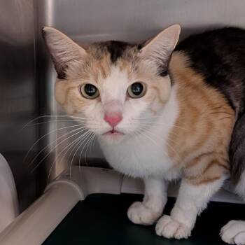 Domestic Short Hair Cats Available for Adoption - Squeaks | PetCurious