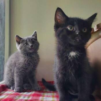 Rootbeer and Pepsi -  Domestic Short Hair Cat for Adoption in Hutchinson, Minnesota - Rootbeer And Pepsi | PetCurious