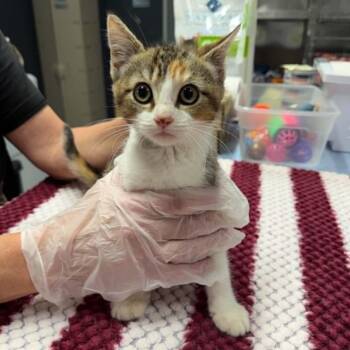 Bug -  Domestic Short Hair Cat for Adoption in Martinsville, Indiana - Bug | PetCurious