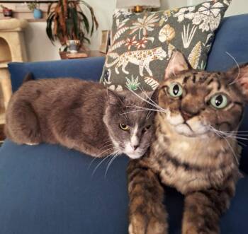 Hope -  Domestic Short Hair Cat for Adoption in New Albany, Ohio - Hope | PetCurious