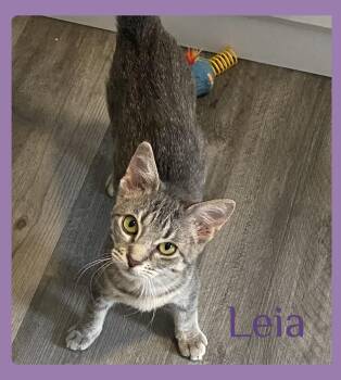 Tabby Cats Available for Adoption in Lawton, Oklahoma - LEIA | PetCurious