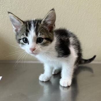 Broccoli -  Domestic Short Hair Cat for Adoption in Clavet, Saskatchewan - Broccoli | PetCurious