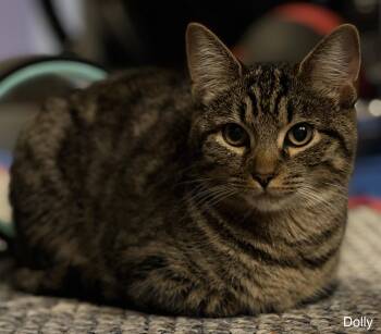 Dolly -  Tabby and American Shorthair Cat for Adoption in Billerica, Massachusetts - Dolly | PetCurious