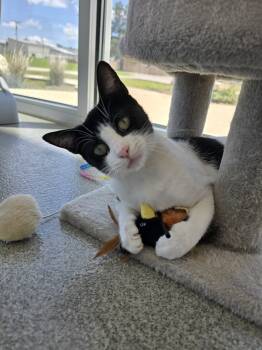 Rescue Domestic Short Hair Cats for Adoption in Wellington, Kansas - Ellie | PetCurious