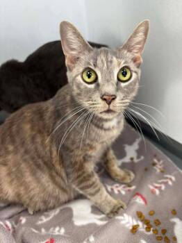 Domestic Short Hair Cats Available for Adoption in Van Wert, Ohio - Lady Danbury | PetCurious