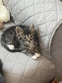 Trifle -  Domestic Medium Hair and Tabby Cat for Adoption in Buford, Georgia - Trifle | PetCurious