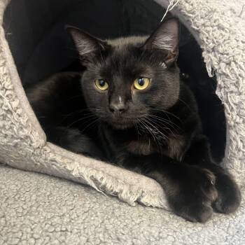 Rescue Domestic Short Hair Cats for Adoption in Anchorage, Alaska - Ooomy | PetCurious