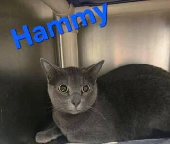 Hammy -  Domestic Short Hair Cat for Adoption in Sullivan, Indiana - Hammy | PetCurious