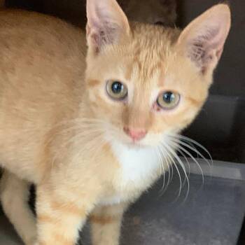 Maxine -  Domestic Short Hair Cat for Adoption in Cleveland, Mississippi - Maxine | PetCurious