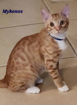 Rescue Domestic Short Hair Cats for Adoption in Longwood, Florida - Mykonos | PetCurious