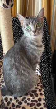 Ash -  Domestic Short Hair Cat for Adoption in Evans City, Pennsylvania - Ash | PetCurious