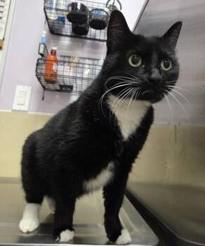 Olive -  Manx Cat for Adoption in Vancouver, Washington - Olive | PetCurious