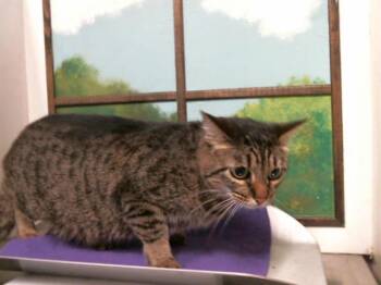 Domestic Short Hair Cats Available for Adoption in Houston, Texas - GIRL | PetCurious