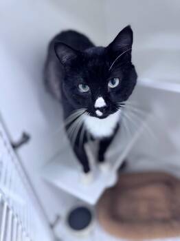 Blimey Limey -  Domestic Short Hair Cat Available for Adoption in INDN HBR BCH, Florida - Blimey Limey | PetCurious