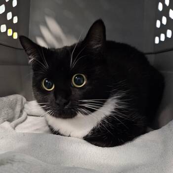 Domestic Short Hair Cats Available for Adoption in Greensboro, North Carolina - Reese