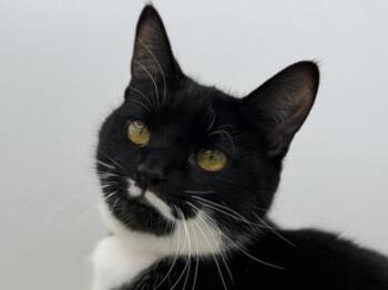 Domestic Short Hair Cats Available for Adoption - Franky | PetCurious