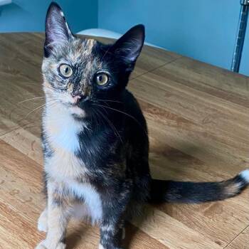 Penny -  Tortoiseshell Cat for Adoption in Gastonia, North Carolina - Penny | PetCurious