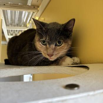 Lily -  Domestic Short Hair Cat for Adoption in Carencro, Louisiana - Lily | PetCurious